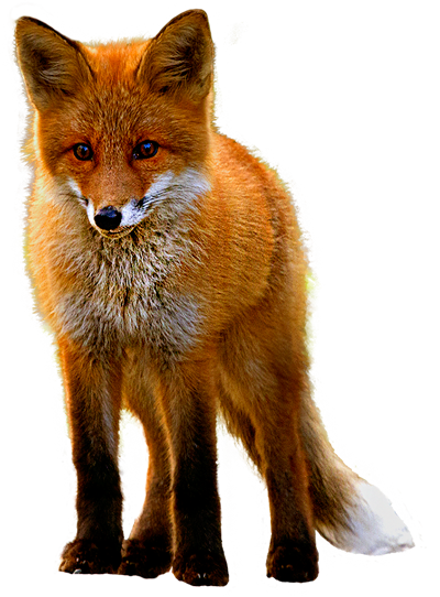 Red Fox